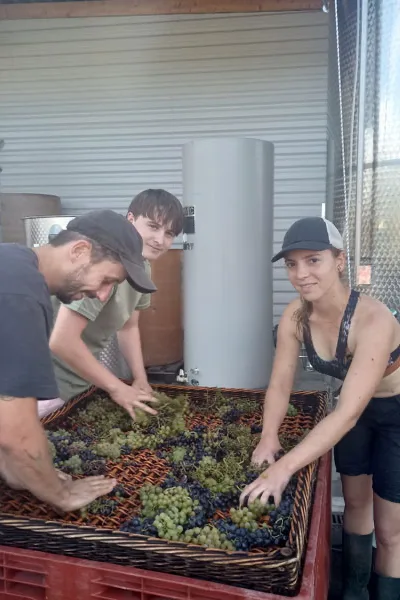 Domaine de l'Octavin - Tri à la main des grappes blanches et noires dans une caisse de vendange