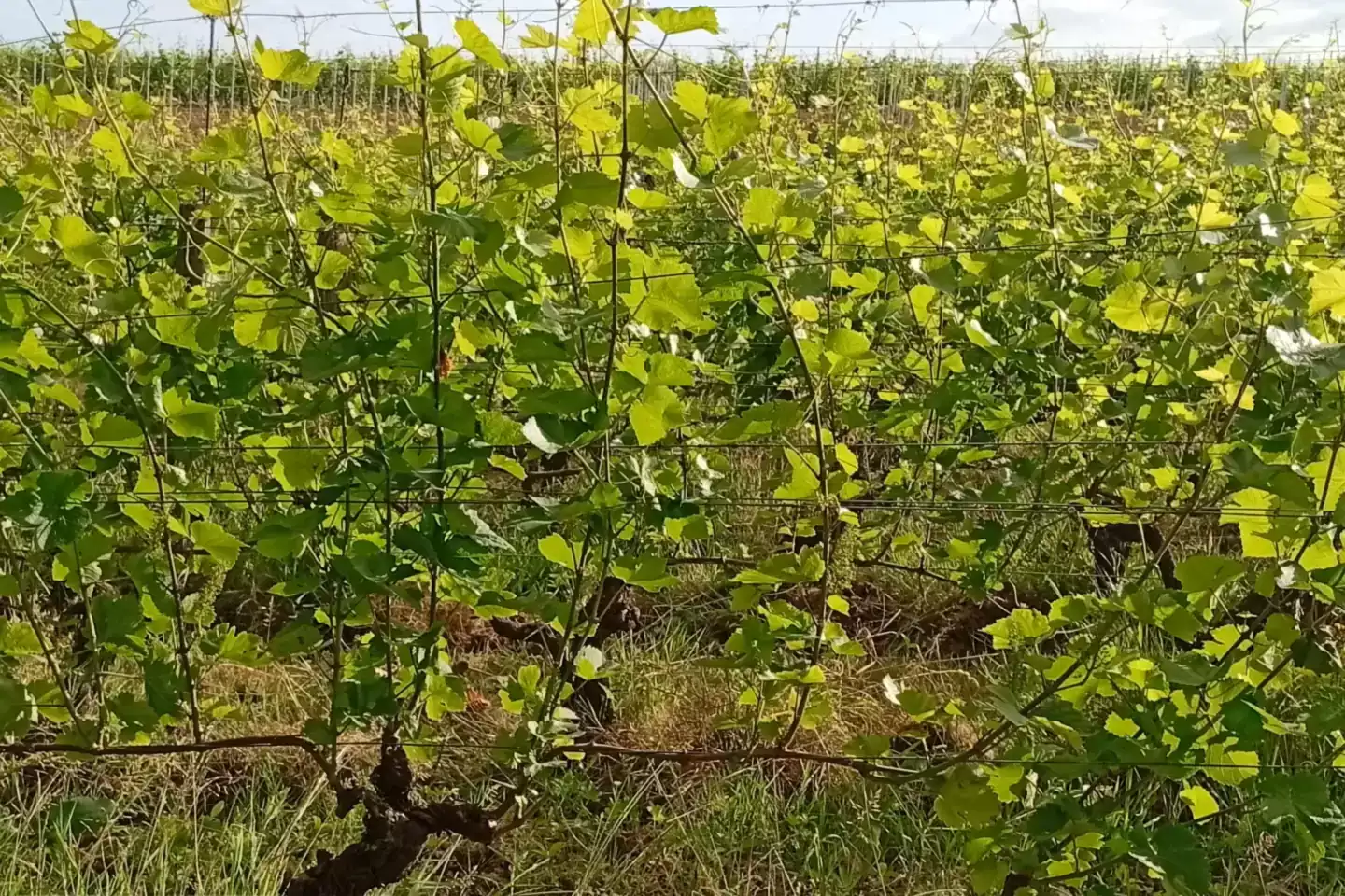 Domaine de l’Octavin - Rangs de vigne enherbés au printemps, à Arbois