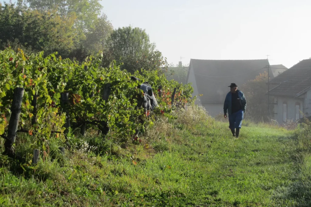 Domaine de Mucelle - Chemin enherbé entre les vignes et les maisons du village