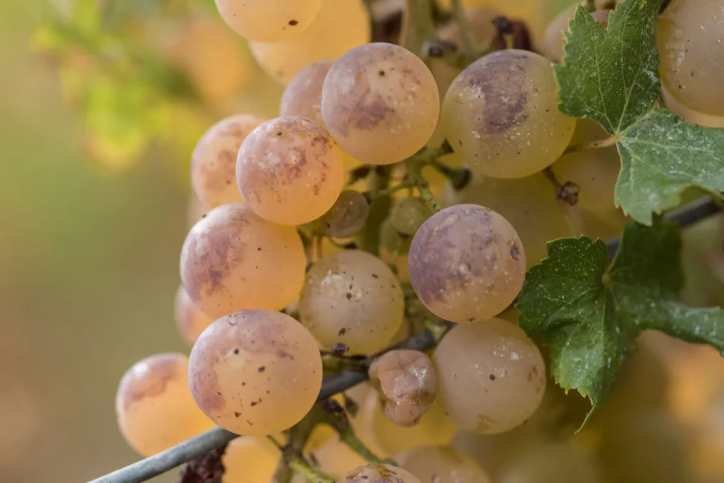 Domaine de Mucelle - Grappe de chasselas dorée à maturité