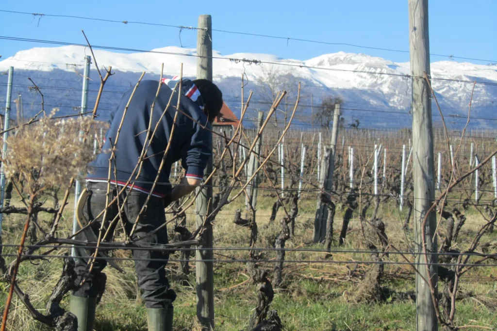 Domaine de Mucelle - Taille d’hiver de la vigne face aux sommets enneigés