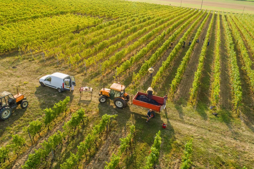 Domaine de Mucelle - Vendanges vues du ciel, tracteurs et bennes en bout de rangs