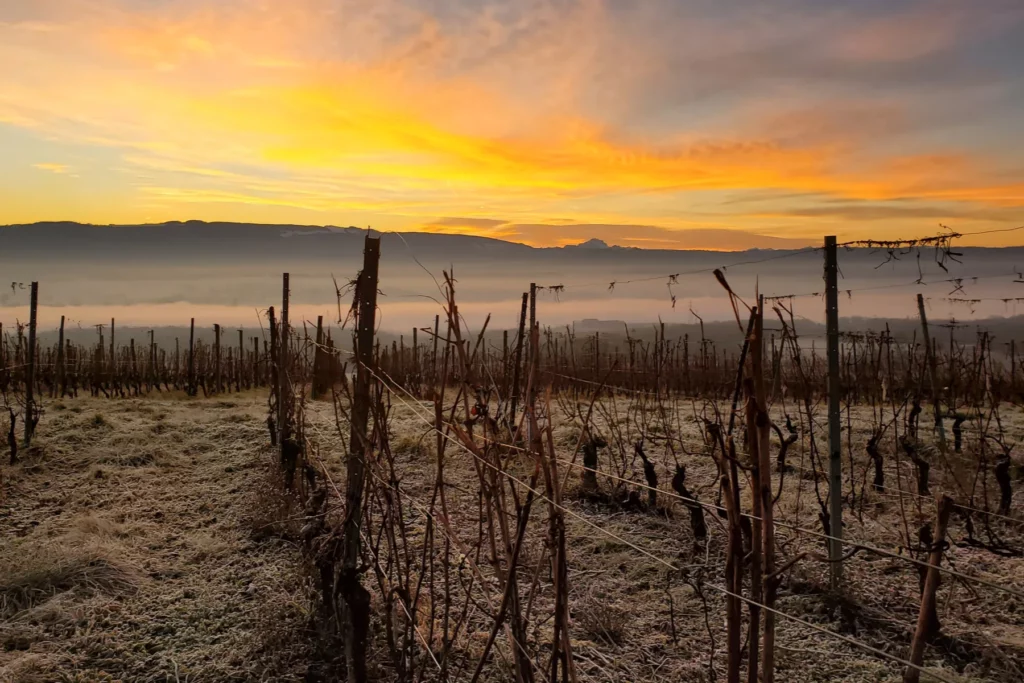 Domaine de Mucelle - Vignes taillées au lever du soleil, brume sur la plaine