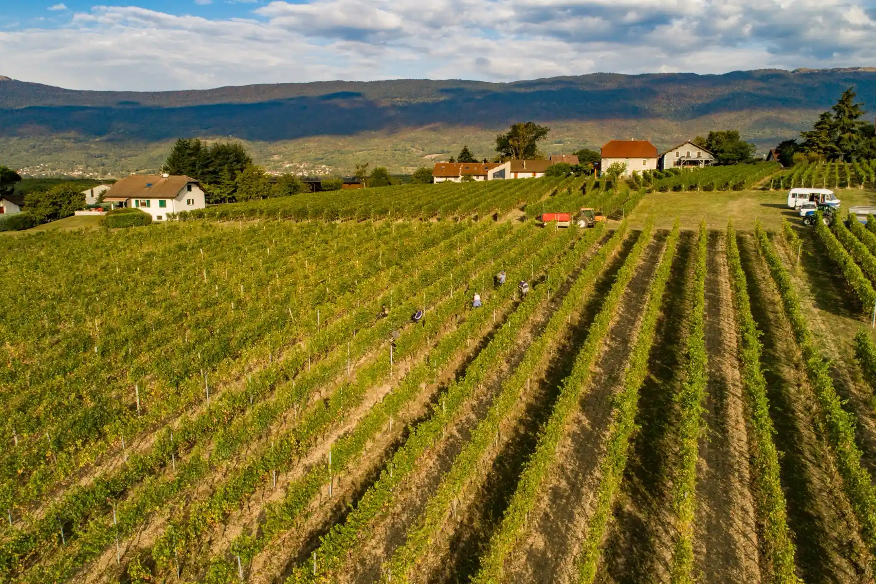 Domaine de Mucelle - Vue aérienne du vignoble en coteau pendant les vendanges