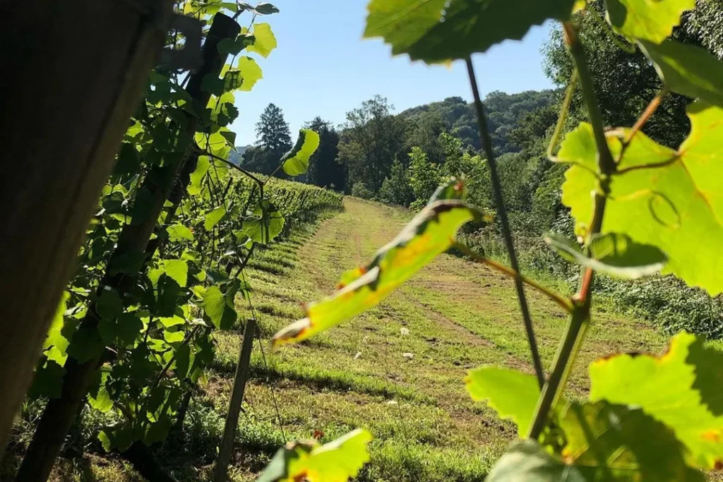 Domaine de Sarros - Feuilles de vigne au-dessus d’une pente enherbée