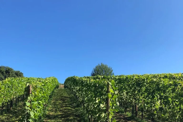 Domaine de Sarros