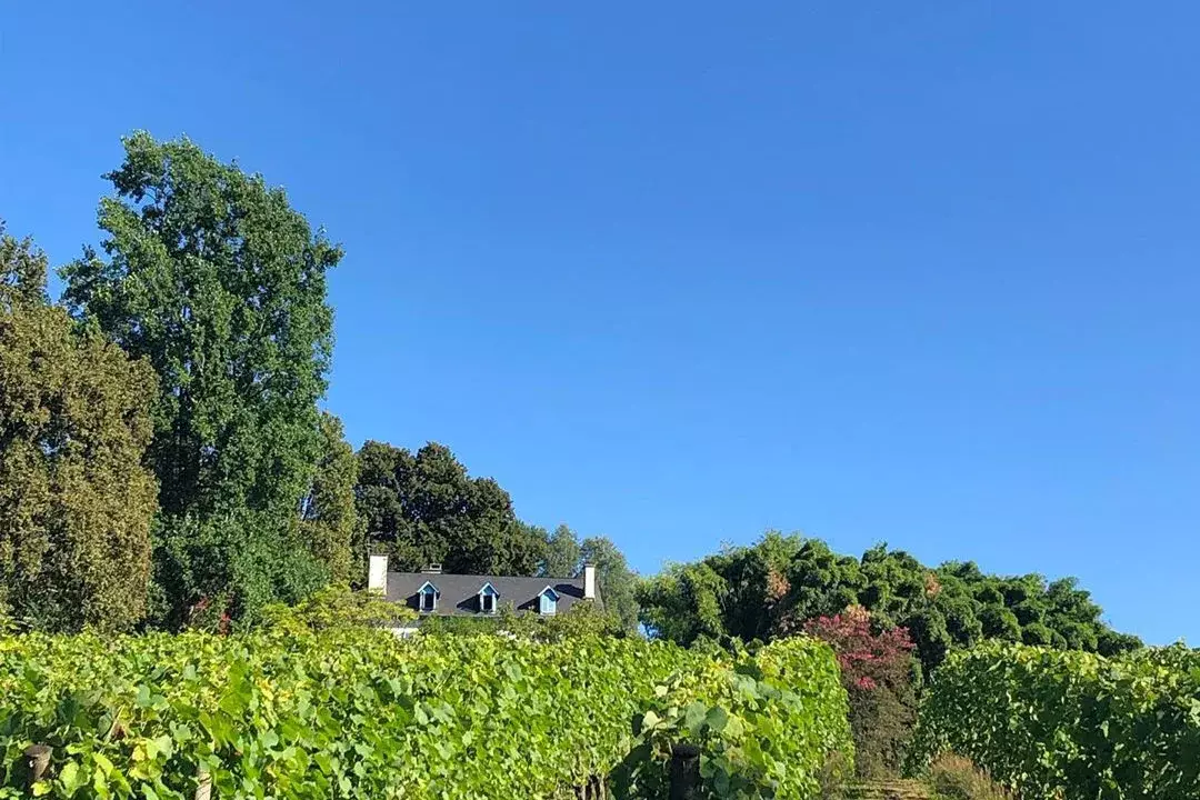 Domaine de Sarros - Rangs de vigne montant vers la maison du domaine sous un ciel bleu