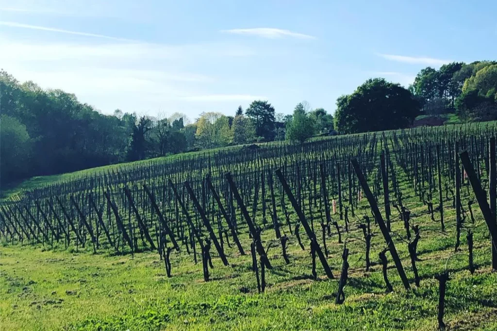 Domaine de Sarros - Vignes taillées sur le coteau en fin d’hiver