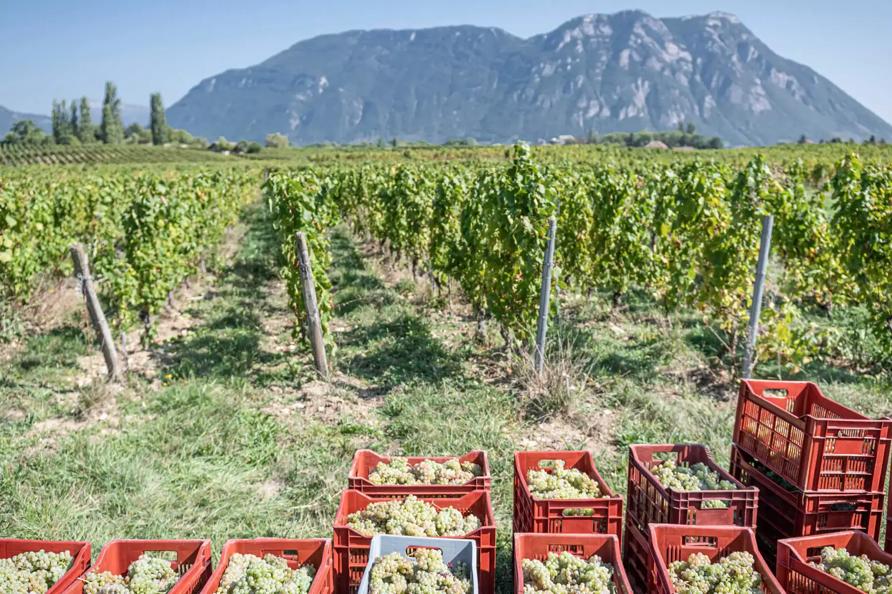 Domaine des 13 Lunes - Caisses de raisins blancs entre les rangs, face aux reliefs de la Chartreuse