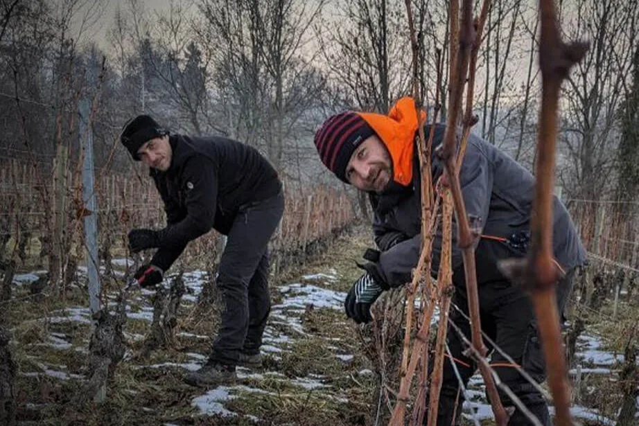 Domaine des 13 Lunes - Taille de la vigne en hiver, entre les plaques de neige