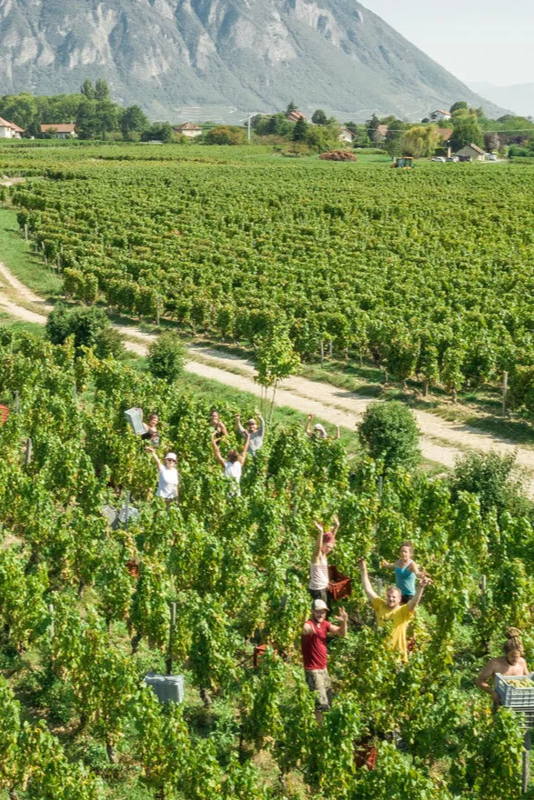 Domaine des 13 Lunes - Vendangeurs dans les rangs, sous les falaises de la Chartreuse