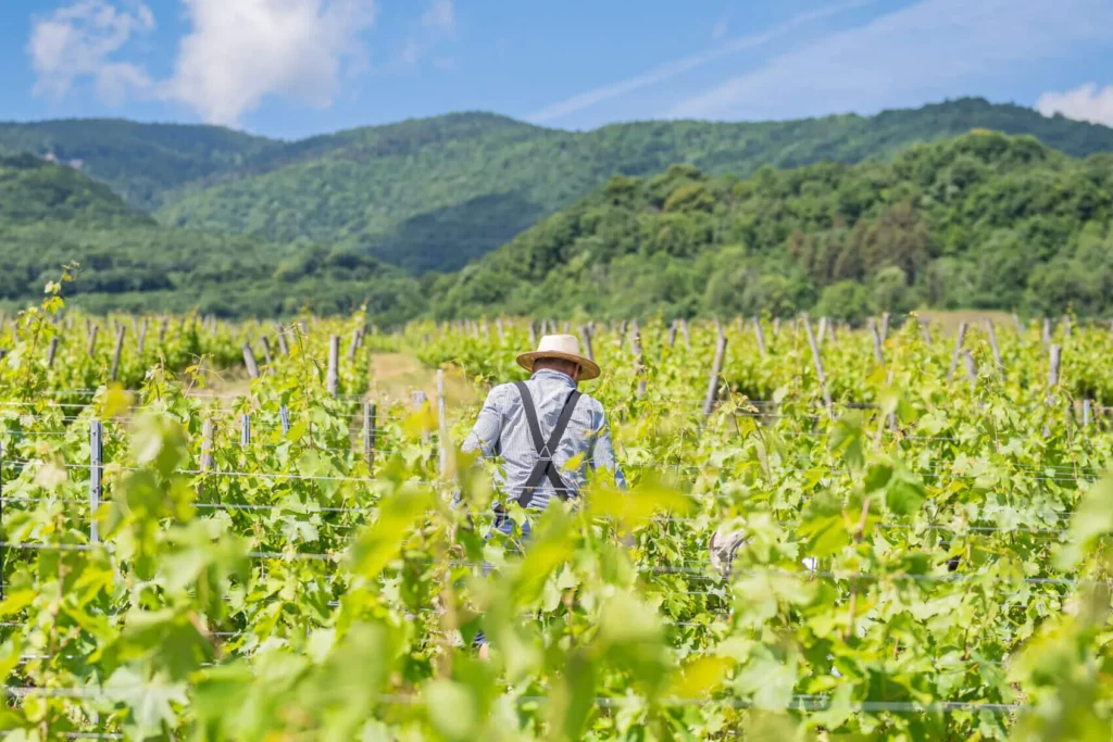 Domaine des 13 Lunes - Vigneron au milieu des rangs, sous les reliefs de la Chartreuse