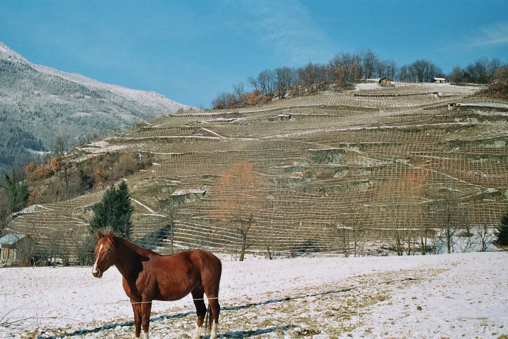 Domaine des Ardoisières - Le coteau de Cevins en terrasses, l’hiver, avec un cheval au premier plan