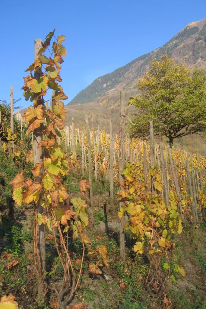Domaine des Ardoisières - Feuillage d’automne d’un cep sur échalas, face à la montagne