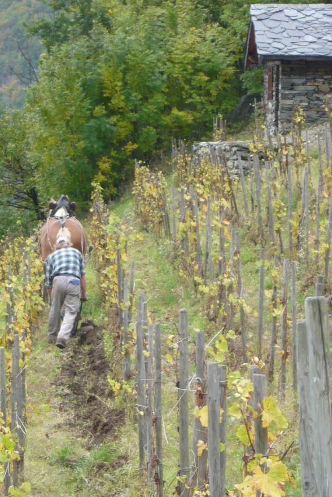 Domaine des Ardoisières - Labour au cheval entre les rangs d’échalas, près d’un sarto au toit d’ardoise