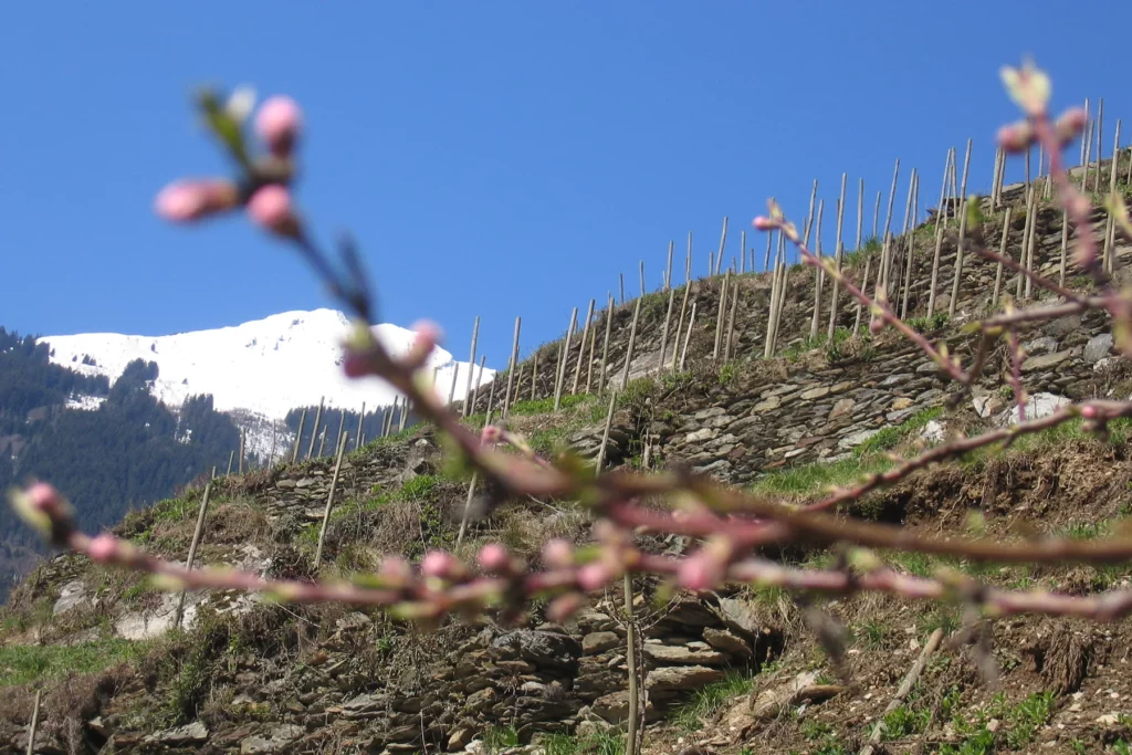 Domaine des Ardoisières - Murets de schiste et échalas au printemps, derrière des rameaux en fleurs