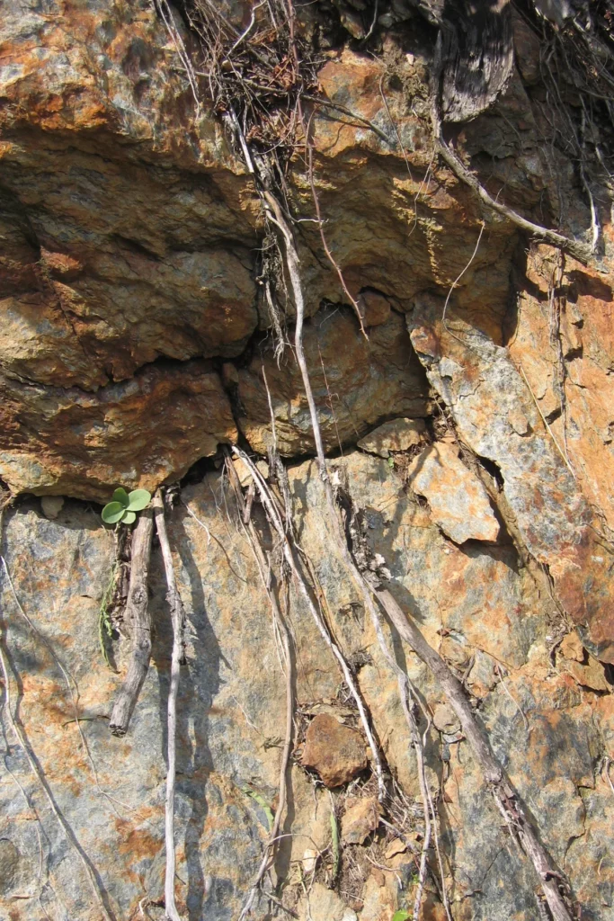 Domaine des Ardoisières - Racines plongeant dans la roche schisteuse du coteau