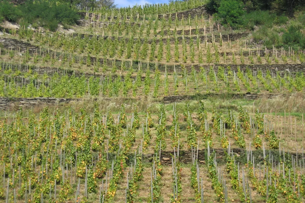 Domaine des Ardoisières - Terrasses de vignes conduites sur échalas à Cevins