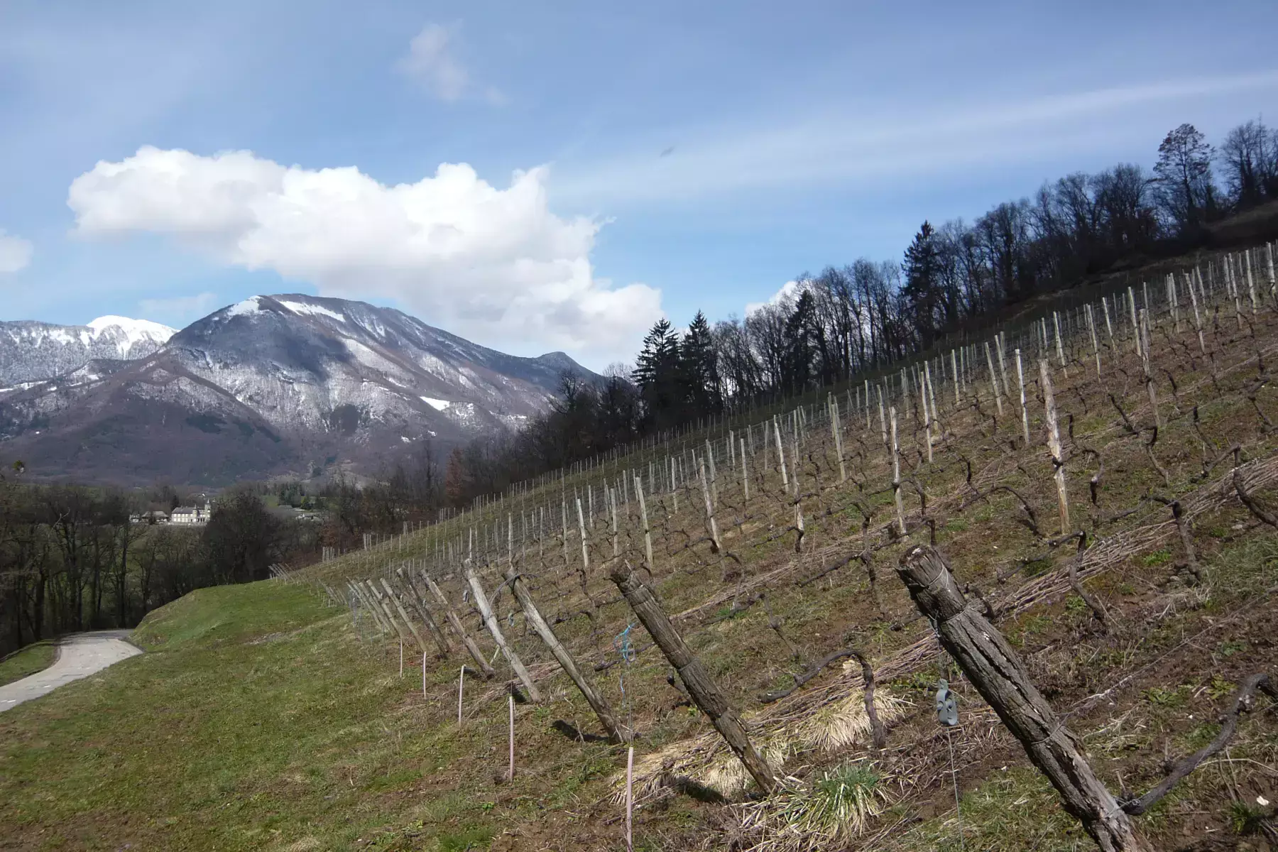 Domaine des Ardoisières - Vignes palissées en coteau face aux sommets enneigés de Savoie