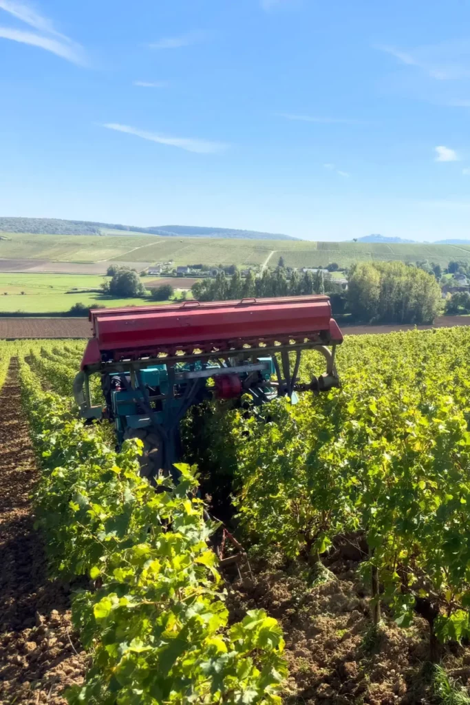 Domaine des Chasseignes - Broyage des sarments dans les rangs en hiver