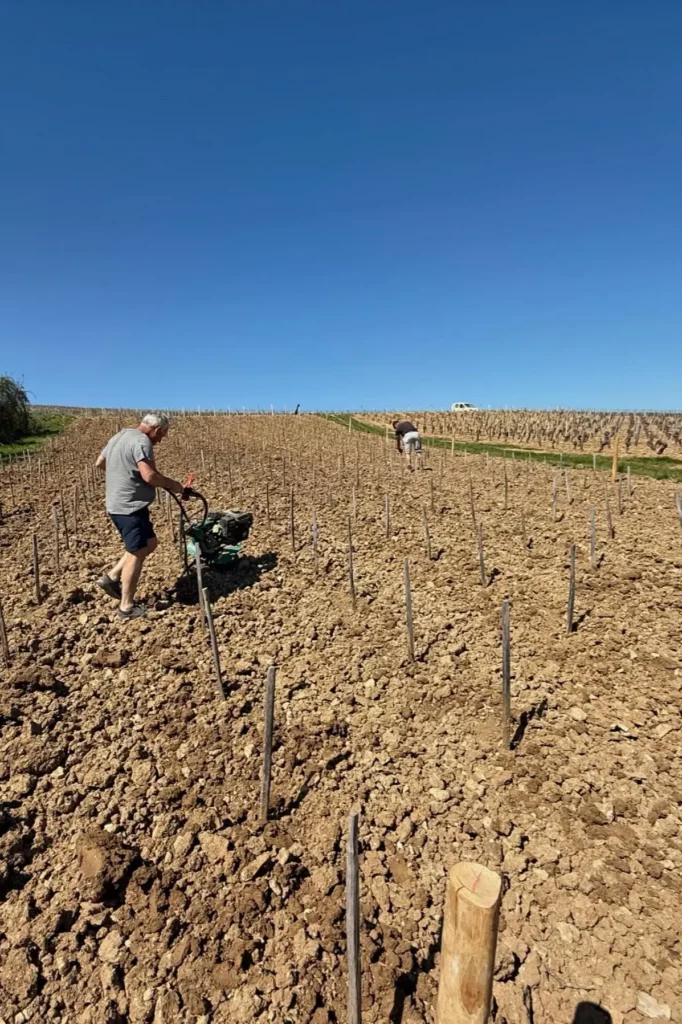 Domaine des Chasseignes - L'équipe au travail dans une jeune plantation à Sury-en-Vaux