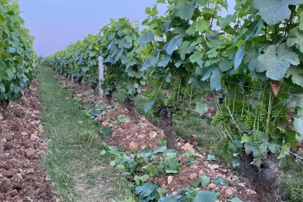 Domaine des Chasseignes - Cep de pinot noir effeuillé à la main au lieu-dit Les Chailloux