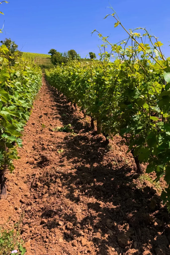 Domaine des Chasseignes - Rang de vigne sur sol travaillé au lieu-dit Les Grandes Chènevières