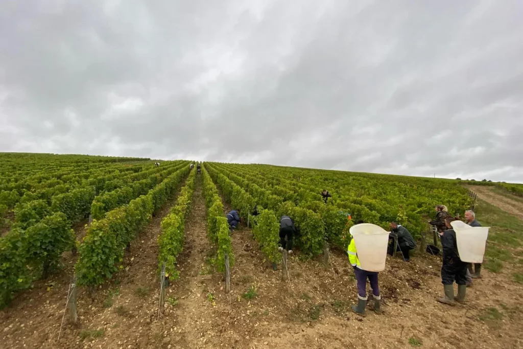 Domaine des Chasseignes - Vendangeurs dans les rangs du lieu-dit Les Chasseignes