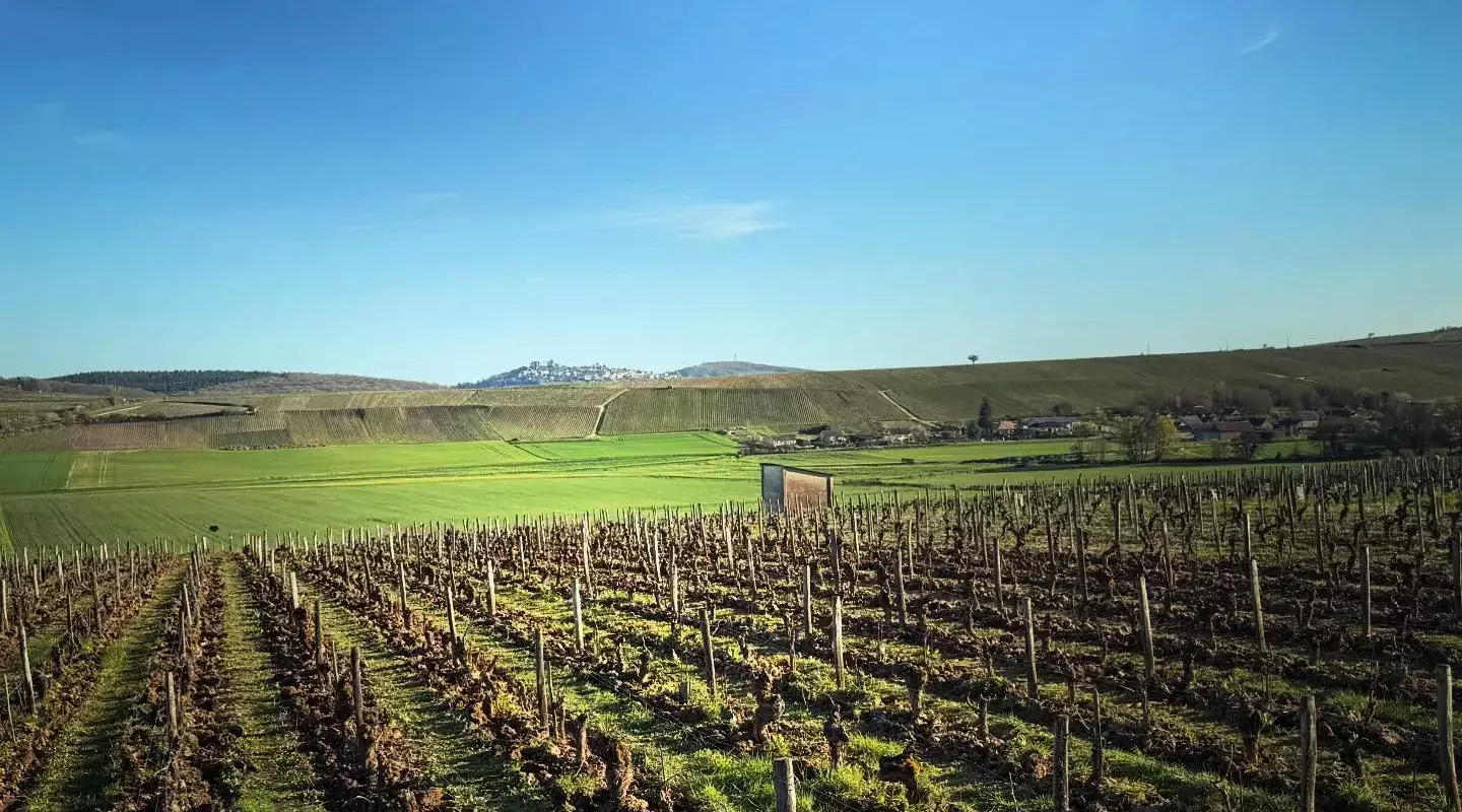 Domaine des Chasseignes - Les vignes du lieu-dit Les Démalés, avec la butte de Sancerre à l'horizon
