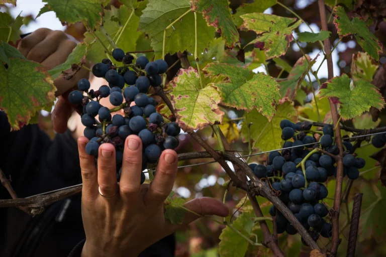 Domaine des Côtes Rousses