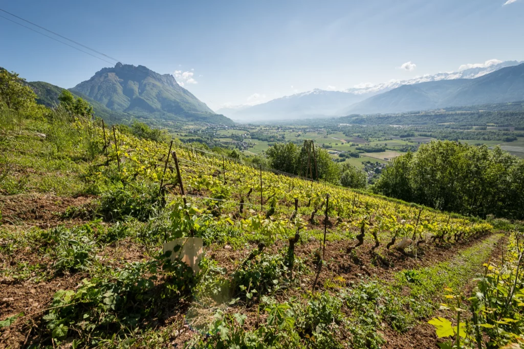 Domaine des Côtes Rousses - Jeune vigne plantée en forte pente, face à la vallée et aux montagnes