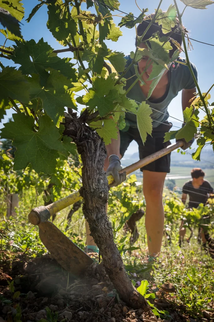 Domaine des Côtes Rousses - Piochage à la main au pied d’un vieux cep