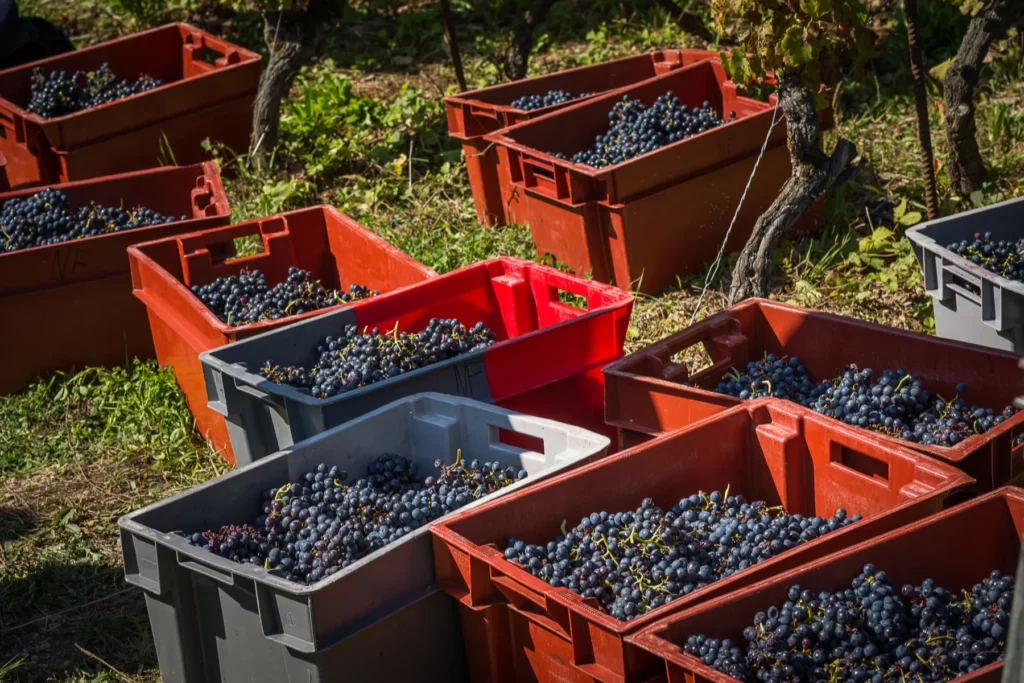 Domaine des Côtes Rousses - Raisins noirs vendangés en caisses au pied des ceps