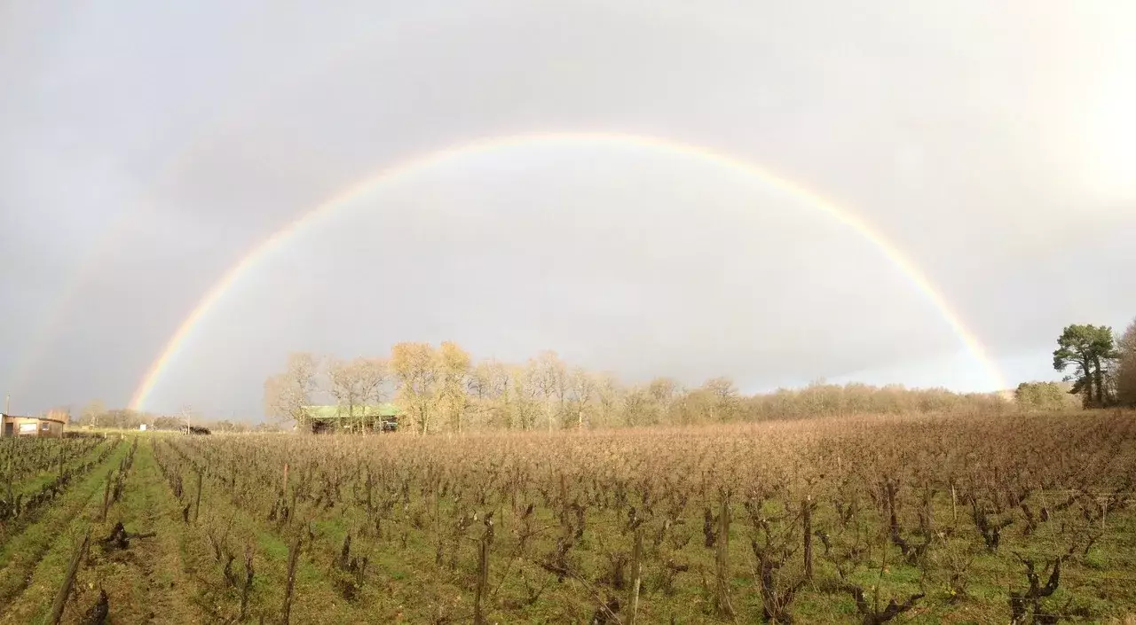 Domaine des Maisons Brûlées - Arc-en-ciel au-dessus des vignes taillées en hiver à Pouillé