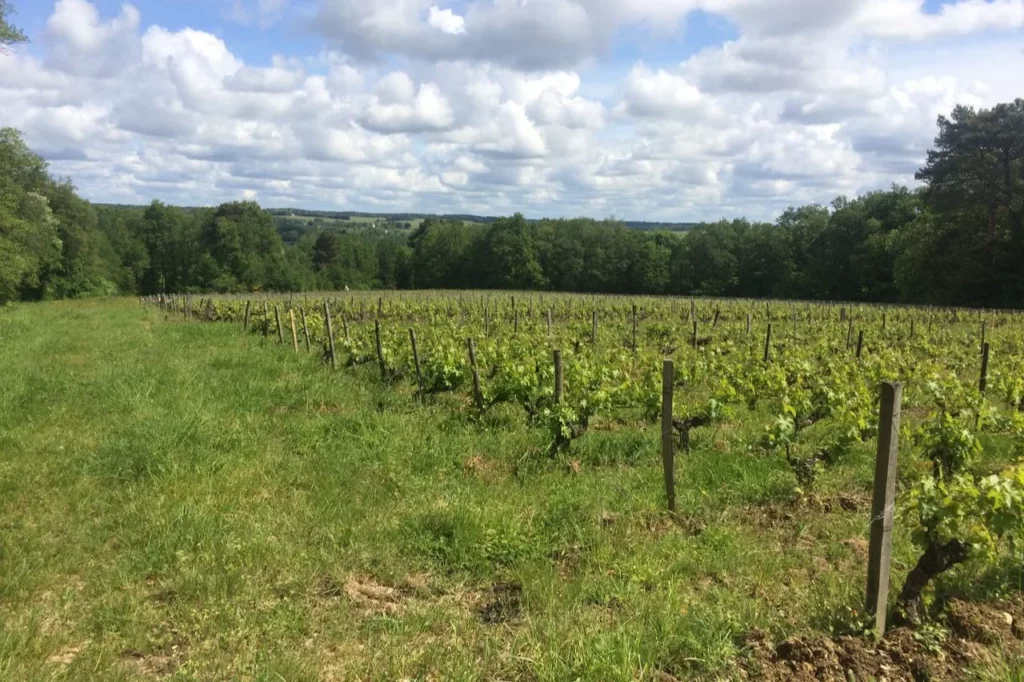 Domaine des Maisons Brûlées - Rangs de vigne enherbés au printemps, bois en lisière