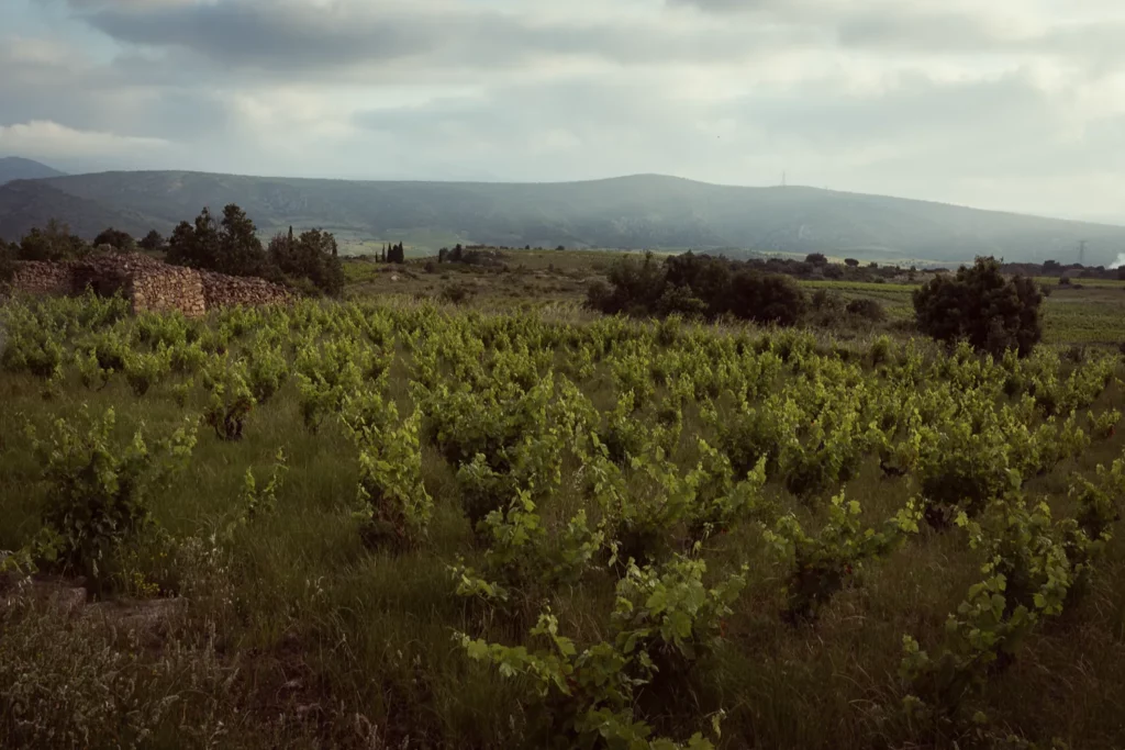Domaine des Mathouans - Jeunes pousses sur les gobelets, une cabane de pierre sèche et la montagne sous les nuages