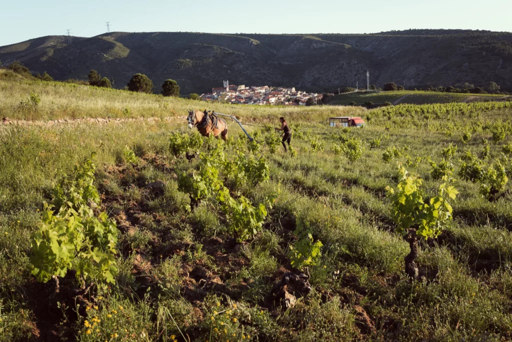 Domaine des Mathouans - Labour à cheval entre les ceps, un village au pied des collines à l’arrière-plan