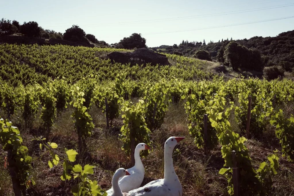Domaine des Mathouans - Trois oies blanches entre les rangs de vigne au printemps