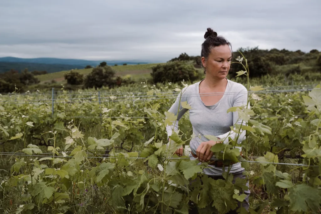 Domaine des Mathouans - Relevage des rameaux entre les fils, au printemps, sous un ciel gris