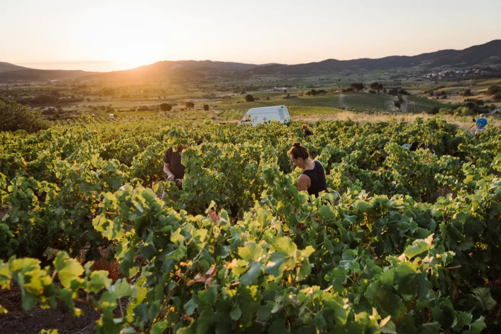 Domaine des Mathouans - Vendangeurs dans les rangs au soleil couchant, la camionnette garée au bout de la parcelle