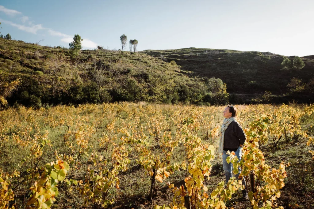 Domaine des Mathouans - Les vignes jaunies de l’automne au pied d’une colline de garrigue