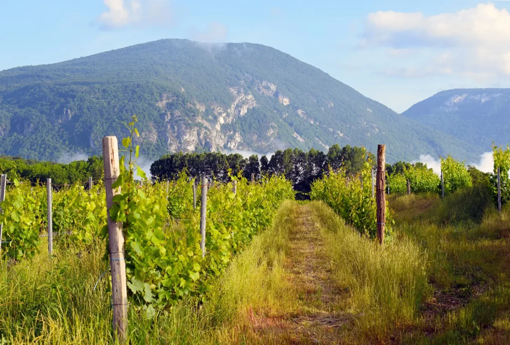 Domaine des Plantaz - Allée enherbée entre deux rangs de vigne, face à la montagne