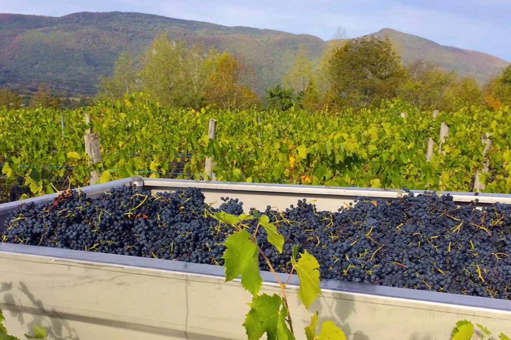 Domaine des Plantaz - Benne de raisins noirs pendant les vendanges à Chavillieu