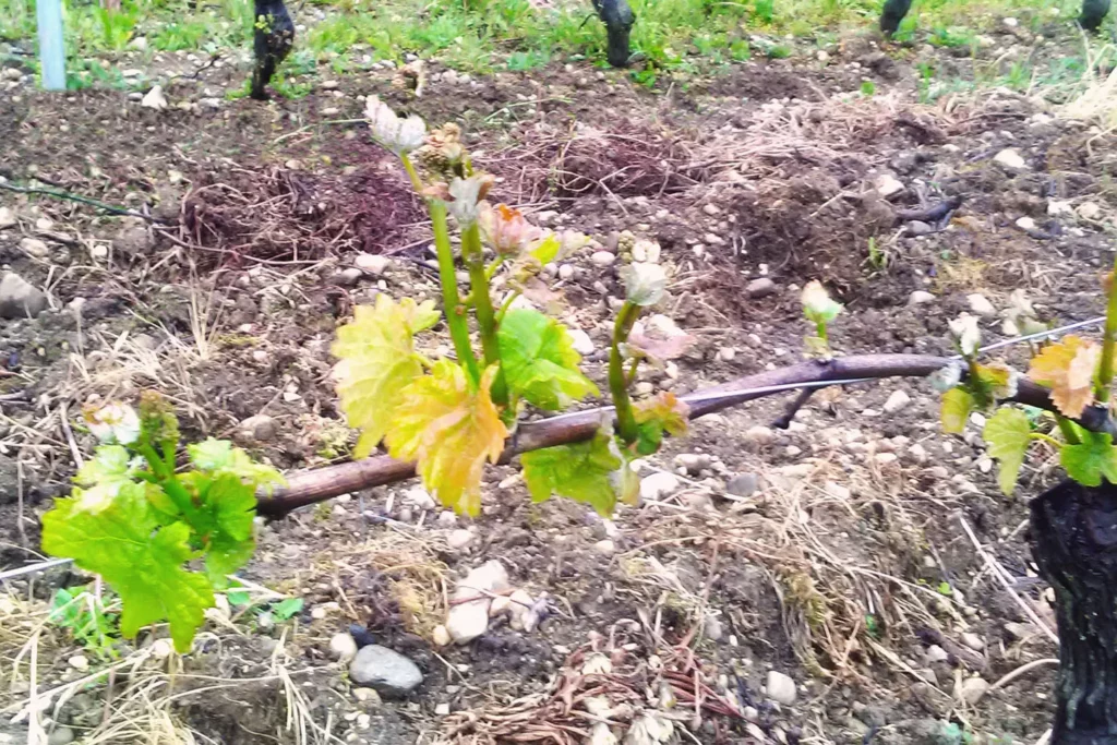 Domaine des Plantaz - Jeunes pousses de vigne au-dessus d’un sol semé de cailloux