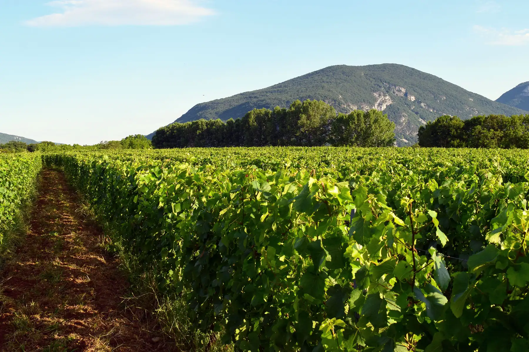 Domaine des Plantaz - Rangs de vigne au pied des reliefs du Bas-Bugey