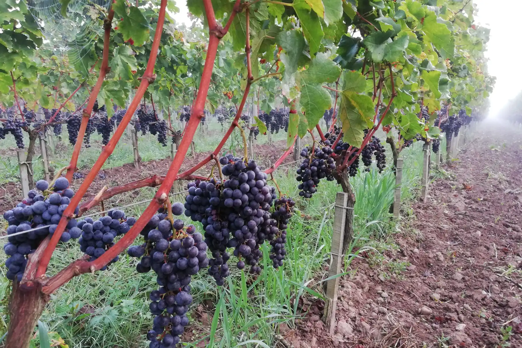 Domaine des Rouillats - Grappes noires mûres sur un rang enherbé dans la brume