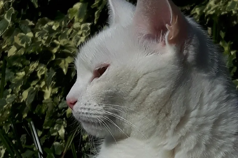 Domaine du Chat Blanc - Bonbon, la chatte blanche qui a donné son nom au domaine
