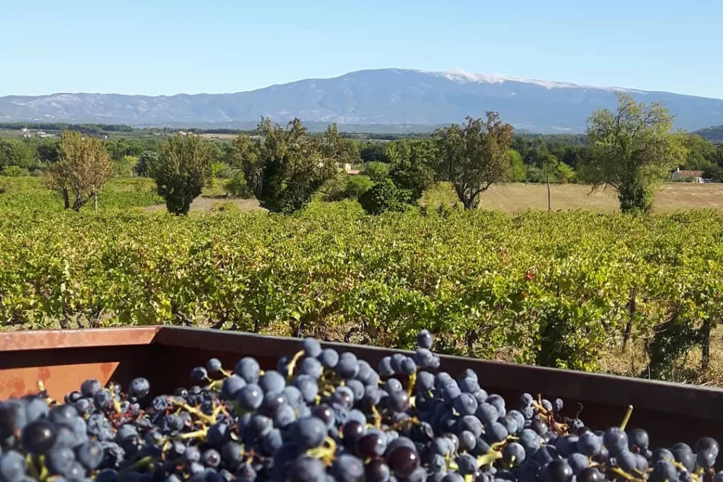 Domaine du Chat Blanc - Caisse de raisin noir devant les vignes et le Ventoux