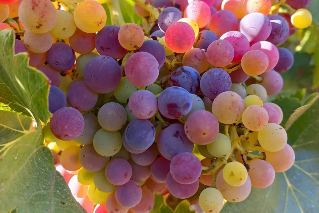 Domaine du Chat Blanc - Grappe en pleine véraison