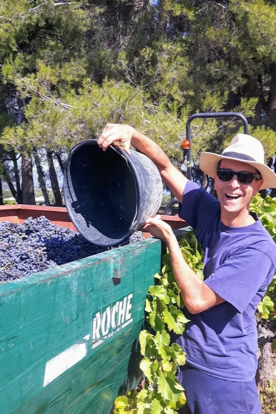 Domaine du Chat Blanc - Seau de raisin vidé dans la benne pendant les vendanges manuelles